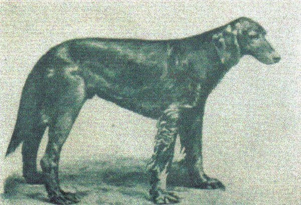 Palmerston (1862) - Fotografato in età avanzata - Unica foto reperibile