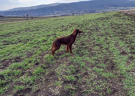 Brisa’s Irishes Mery