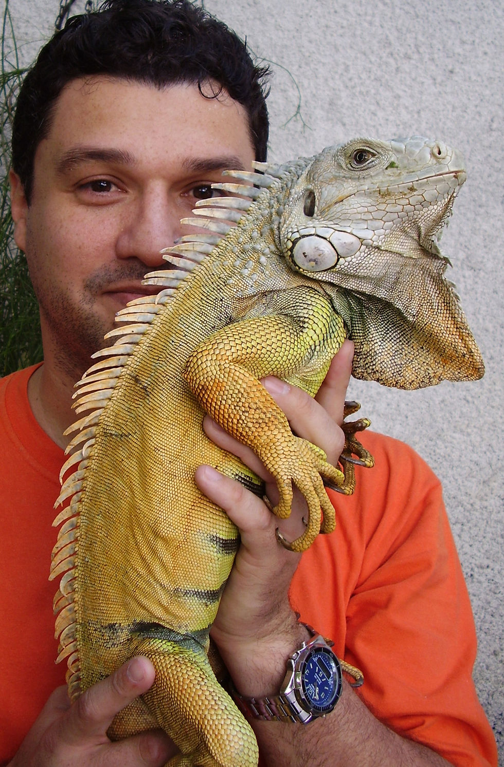 iguana e eu