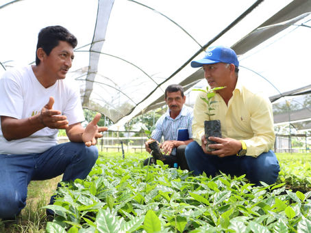 Más de 500 mil plantas de café serán entregadas por prefecto Clemente Bravo a productores orenses