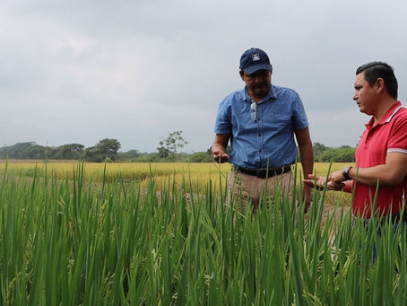 En la granja La Cuca se realizan nuevos ensayos para obtener arroz resistente y de alta calidad