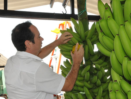 En marcha inscripciones para el Rey Banano 2019