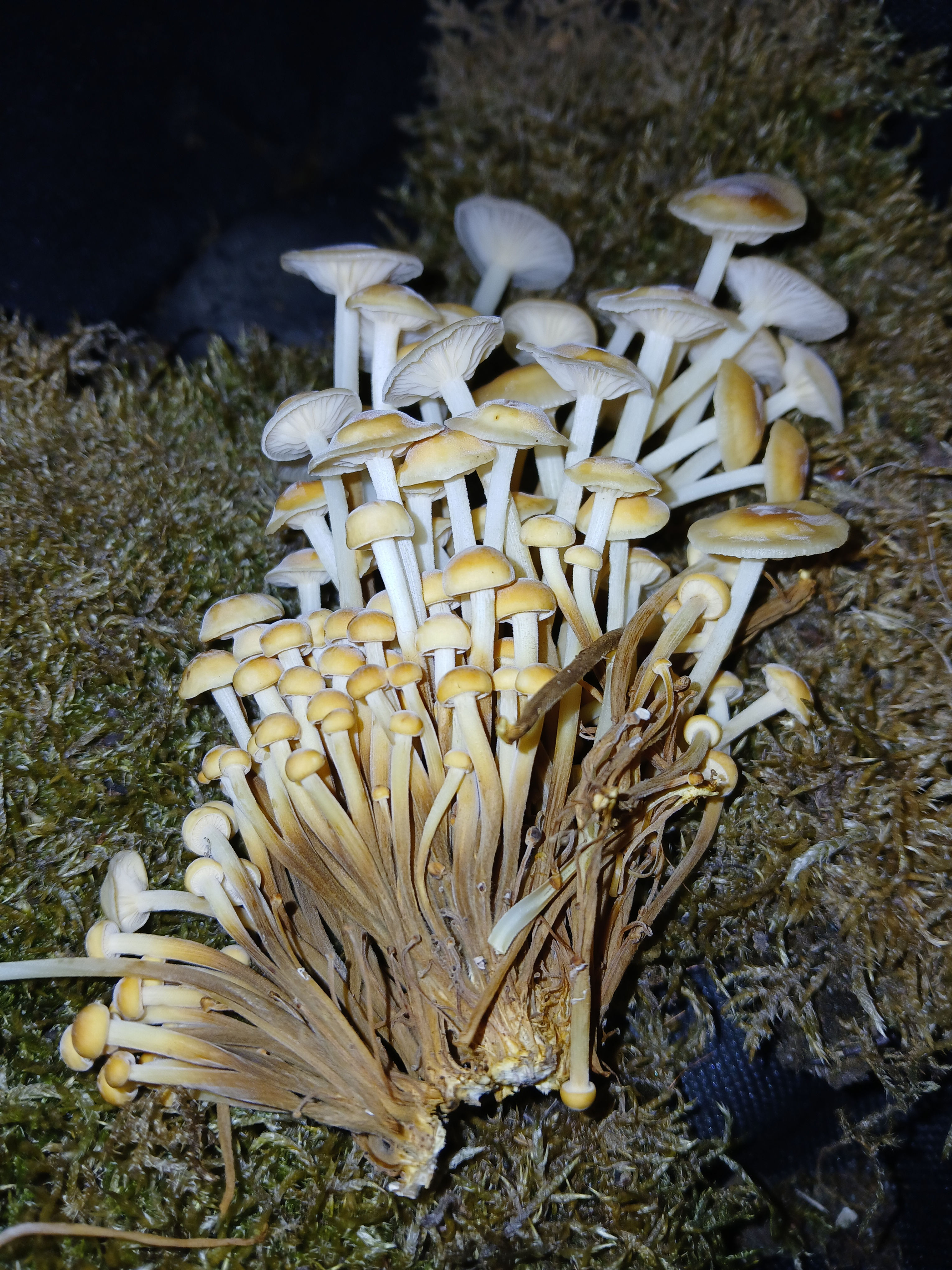 Enokitake - 'Gold Needle'