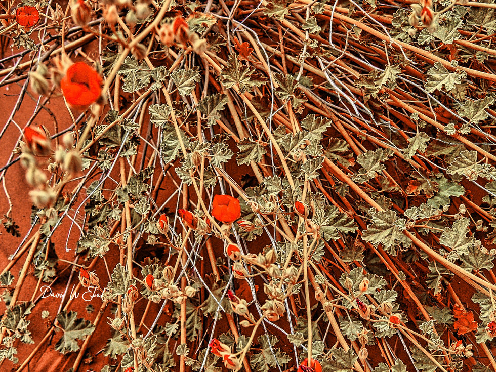 Valley of Fire 102 Signed - Master