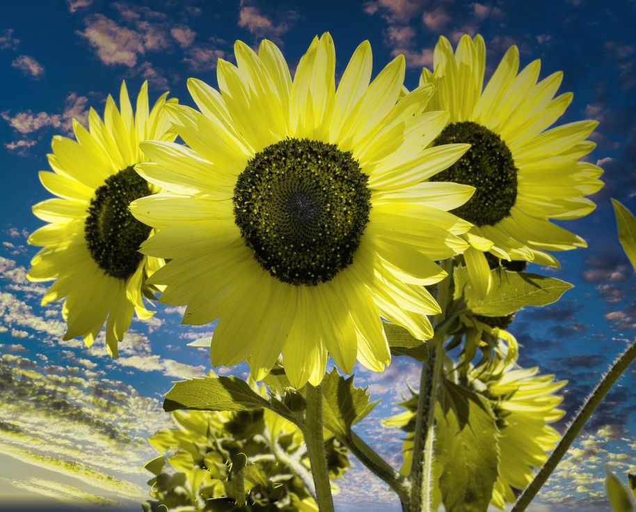 Sunflowers-2025-MASTER-©2025 David W Ebel2