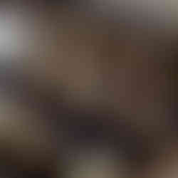 The Brothers Canapes