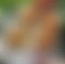 The Brothers Canapes