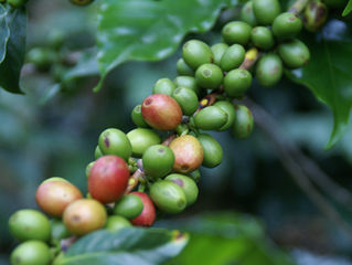 New Coffees Arriving