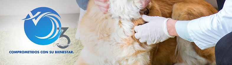 Llego tu factura de EPS Veterinaria Nala Mé (11)_edited.jpg