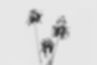 Essent_Bright04_Web.jpg