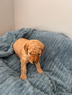 IMG_1040 (1).jpeg