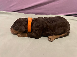 orange 1.jpg