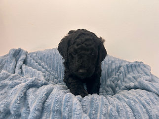IMG_1055.jpeg