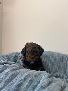 IMG_1090.jpeg