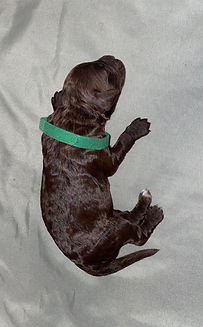 green 1 .jpg