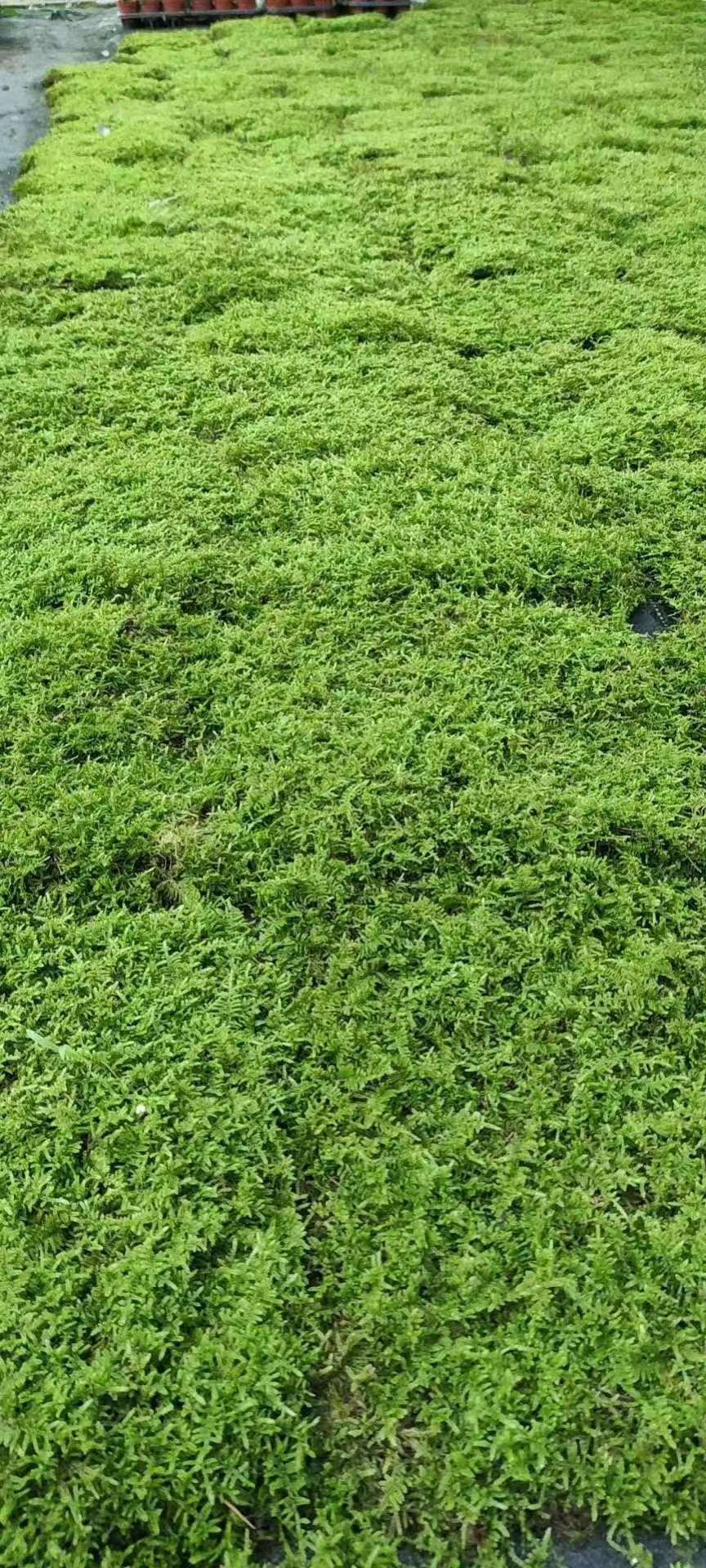縮圖：人工苔蘚-大灰蘚