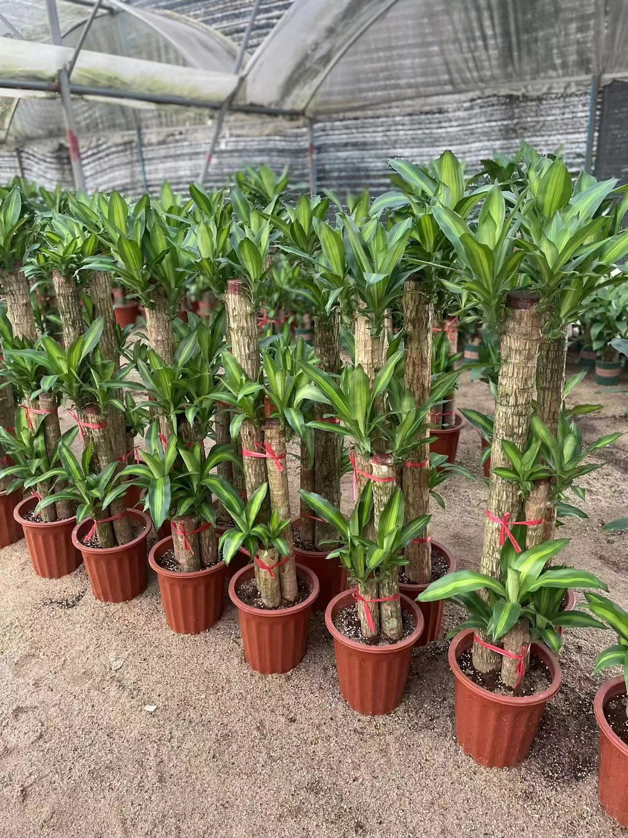 Dracaena