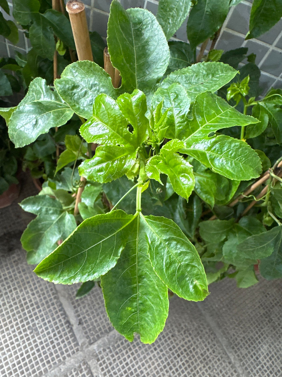 縮圖：果樹-百香果-Passion-fruit