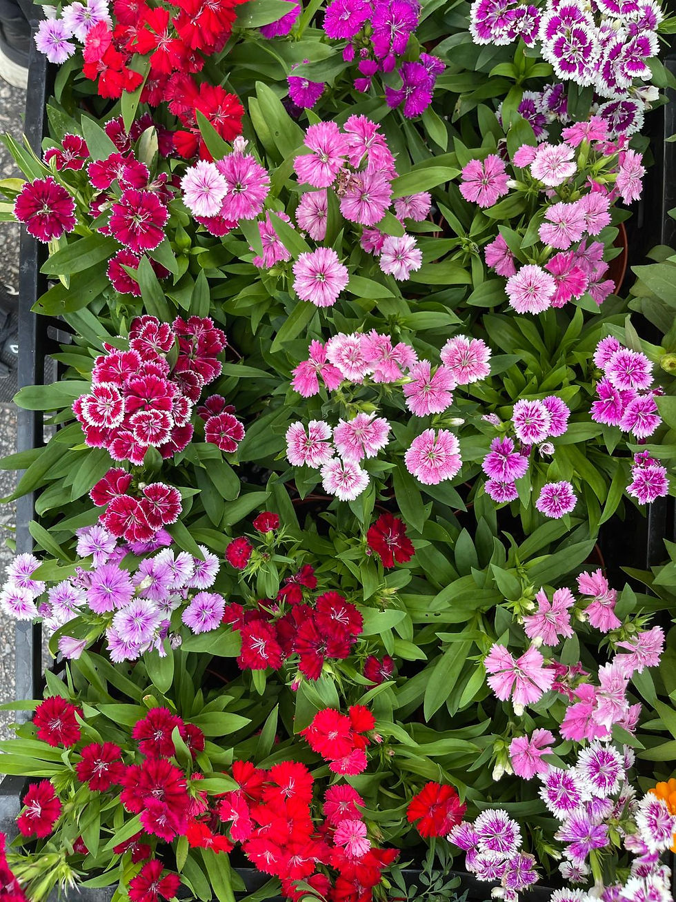 花卉-石竹Dianthus chinensis
