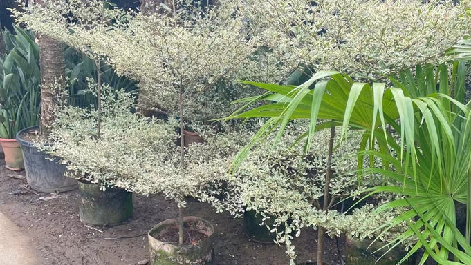 錦葉㰖仁