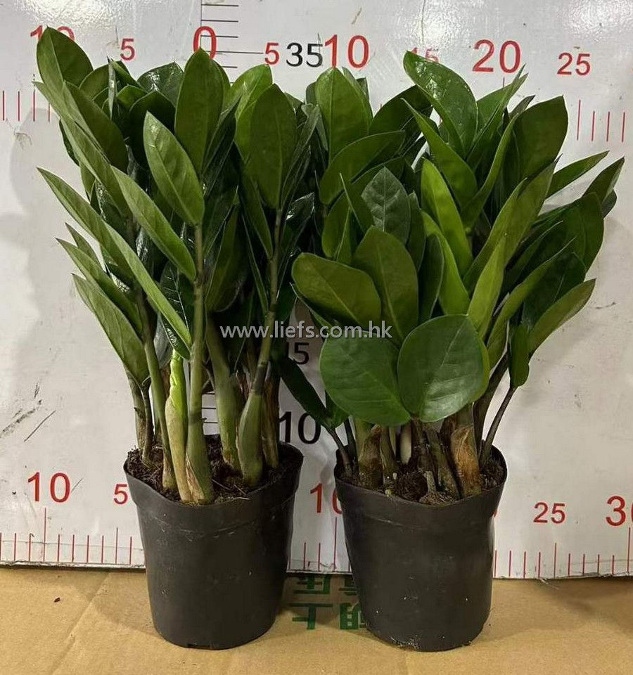 縮圖：金錢樹-Zamioculcas