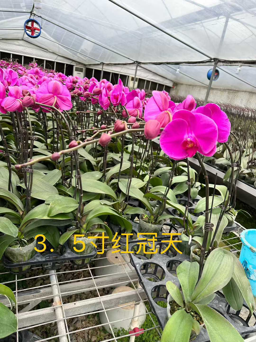 3.5吋盆-蝴蝶蘭-紅冠天