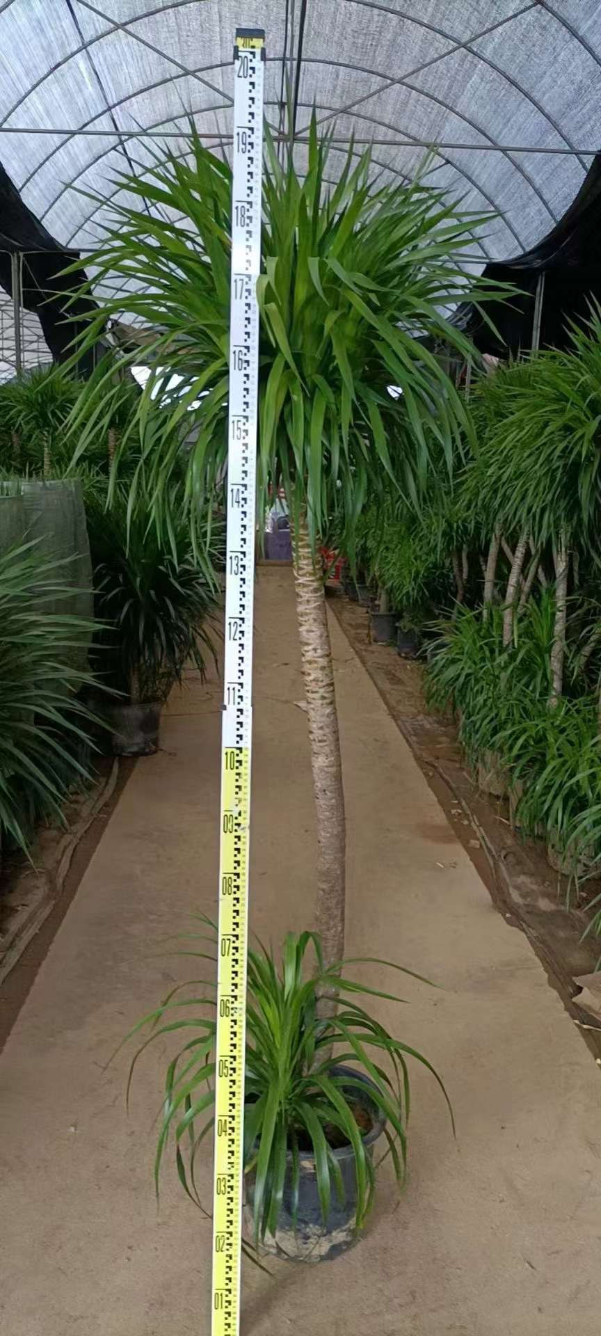 縮圖：龍血樹-Deacaena cochinchinensis