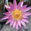 縮圖：睡蓮-Water Lily
