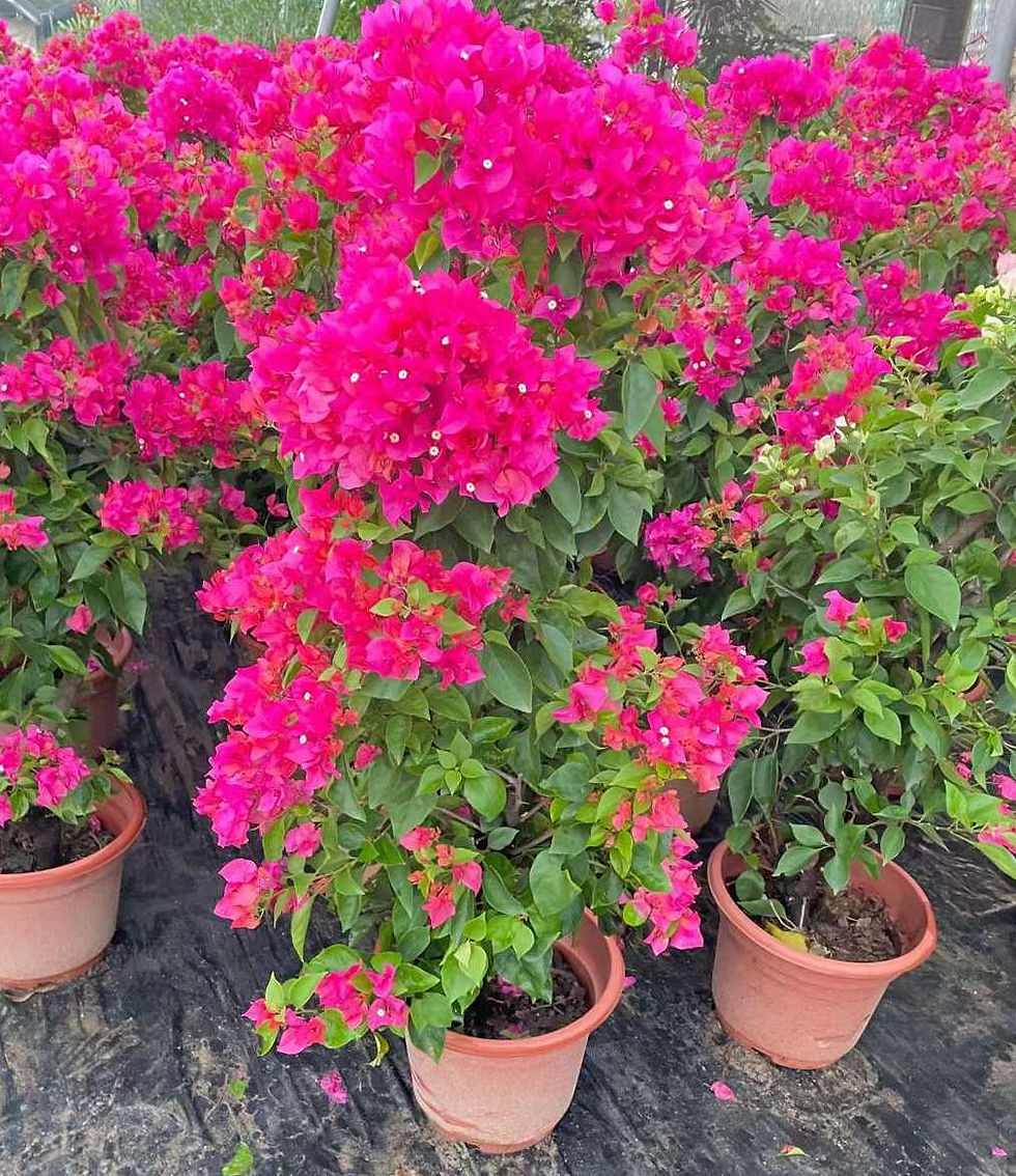 縮圖：1米2-三角梅-勒杜鵑