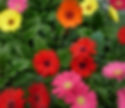 Osteospermum ecklonis