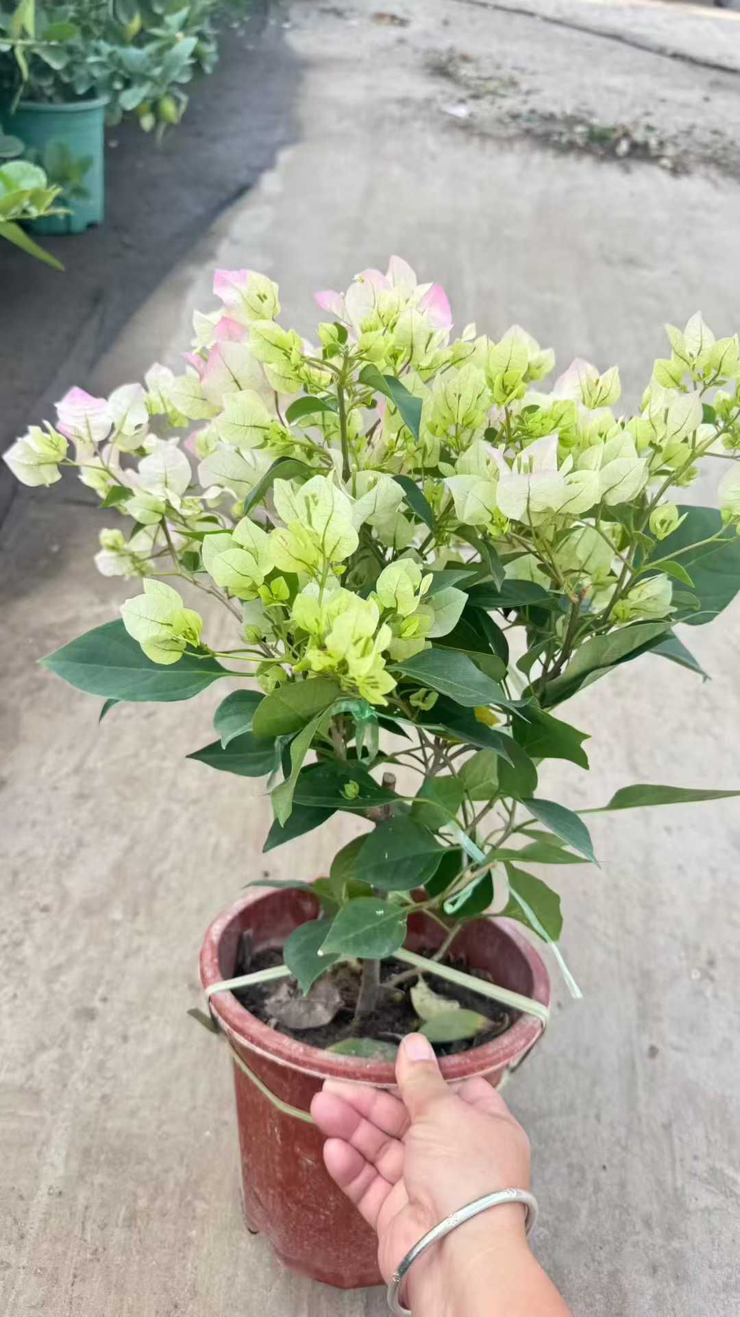 250-綠櫻-勒杜鵑