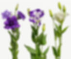 縮圖：Lisianthus