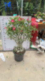 縮圖：350沙漠玫瑰