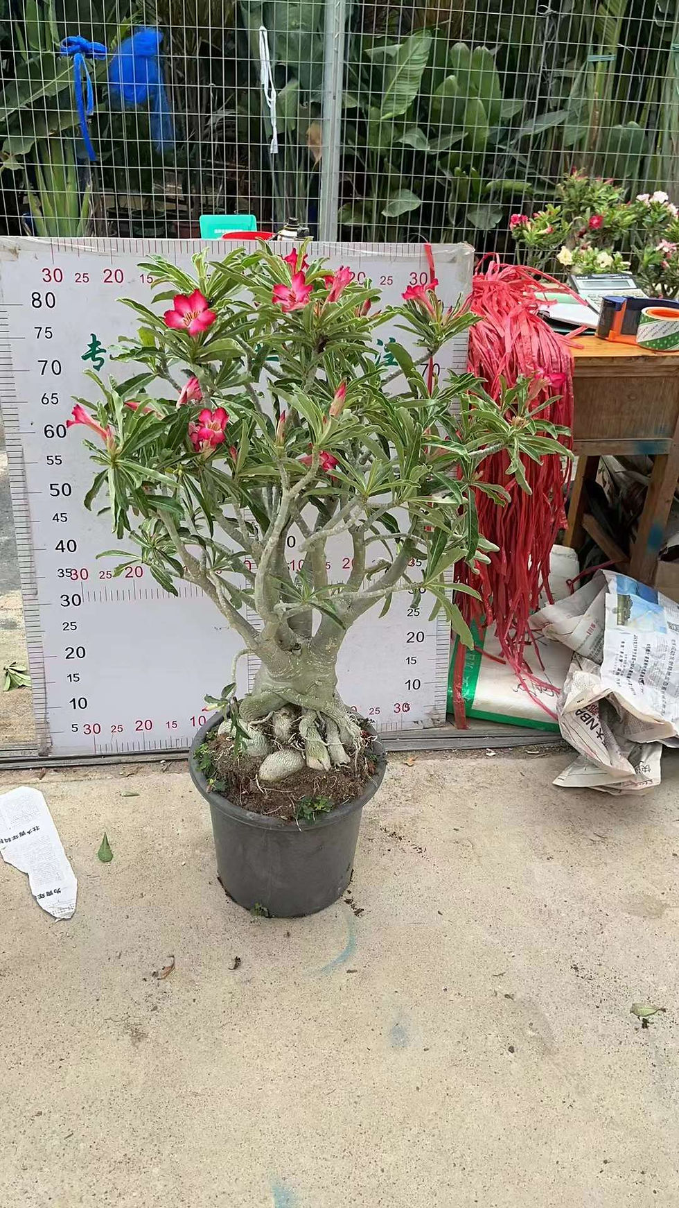 縮圖：350沙漠玫瑰