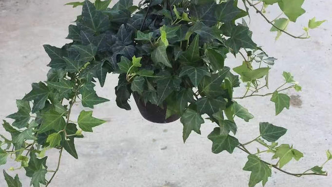 120-IVY-青葉常春藤