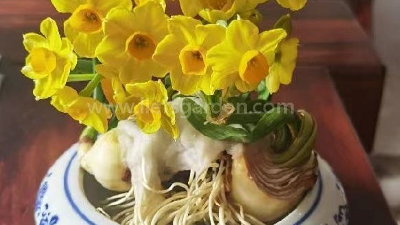 乾頭-普陀水仙頭-特級-單粒