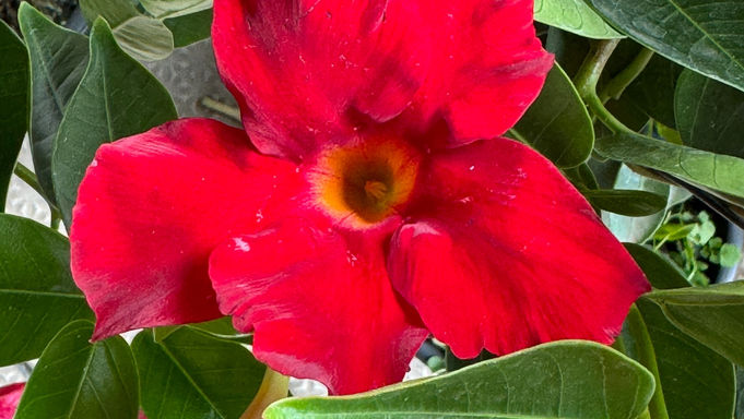 1加侖飄香籐-紅籐