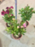 縮圖：250重瓣沙漠玫瑰