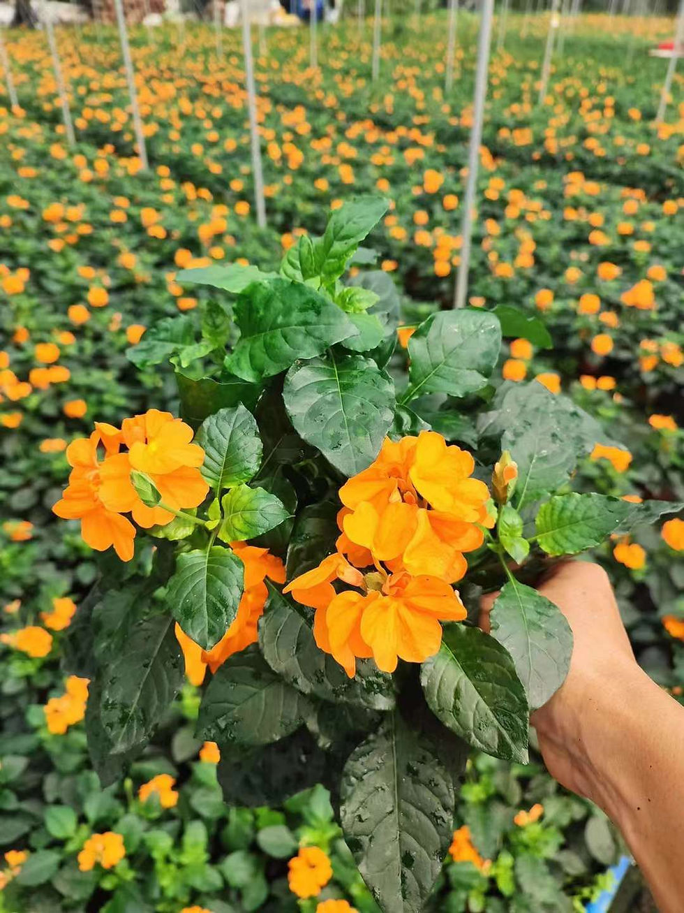 縮圖：140雀尾花