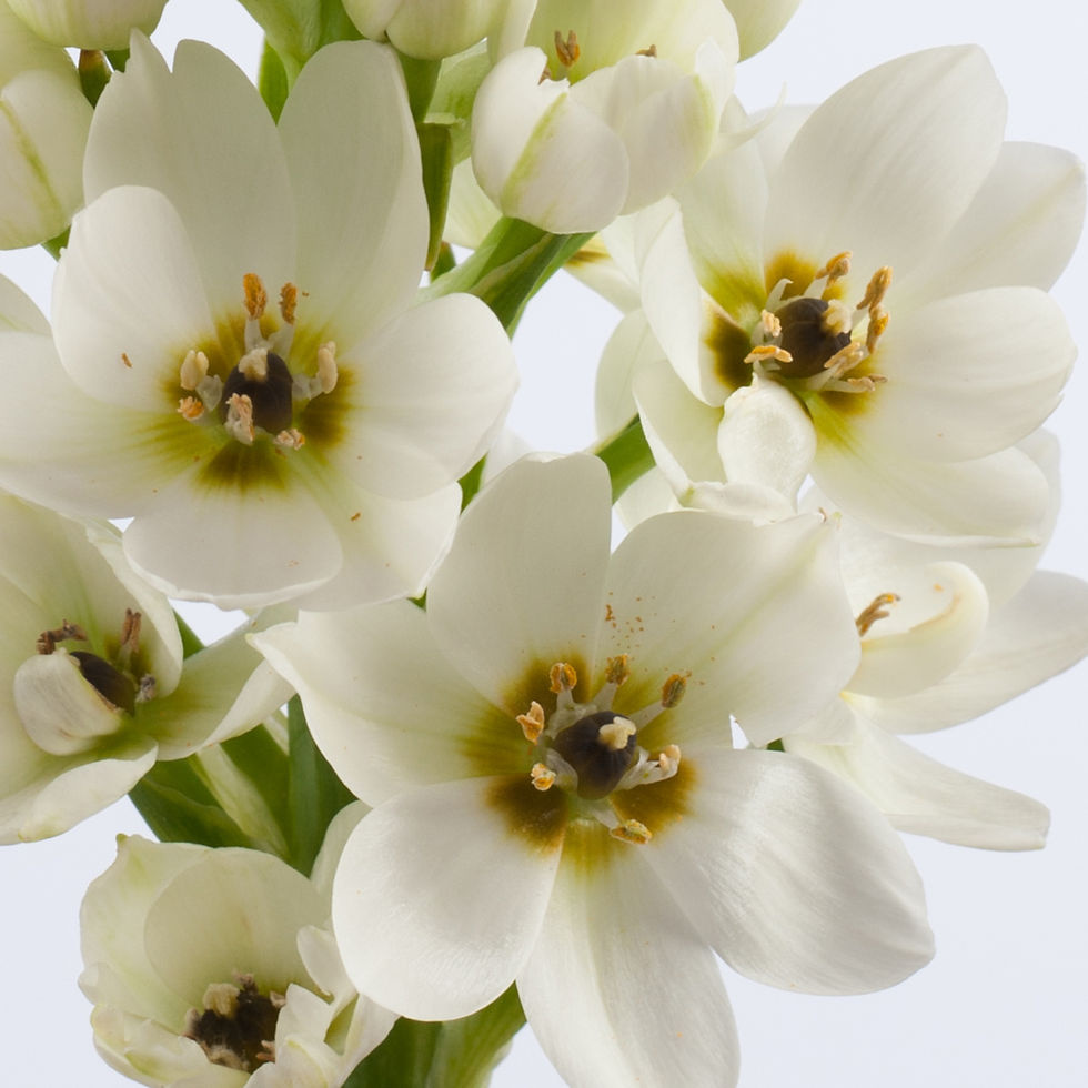 縮圖：Ornithogalum White Stars