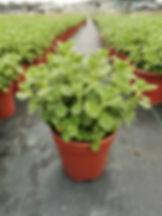 Plectranthus coleoides