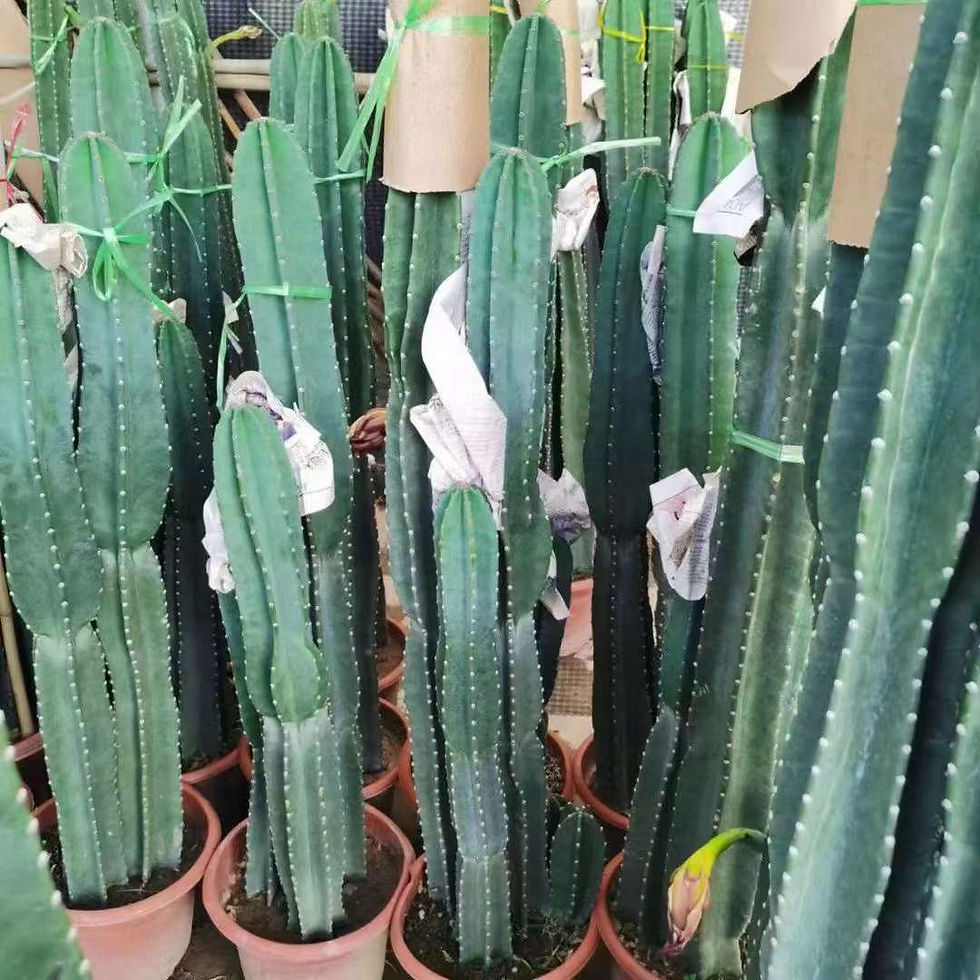 縮圖：量天尺Hylocereus undatus