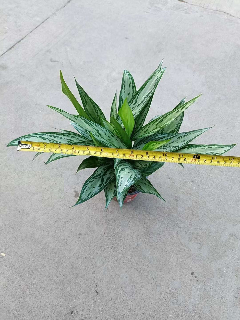 縮圖：130銀皇后