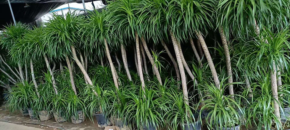 龍血樹-Deacaena cochinchinensis