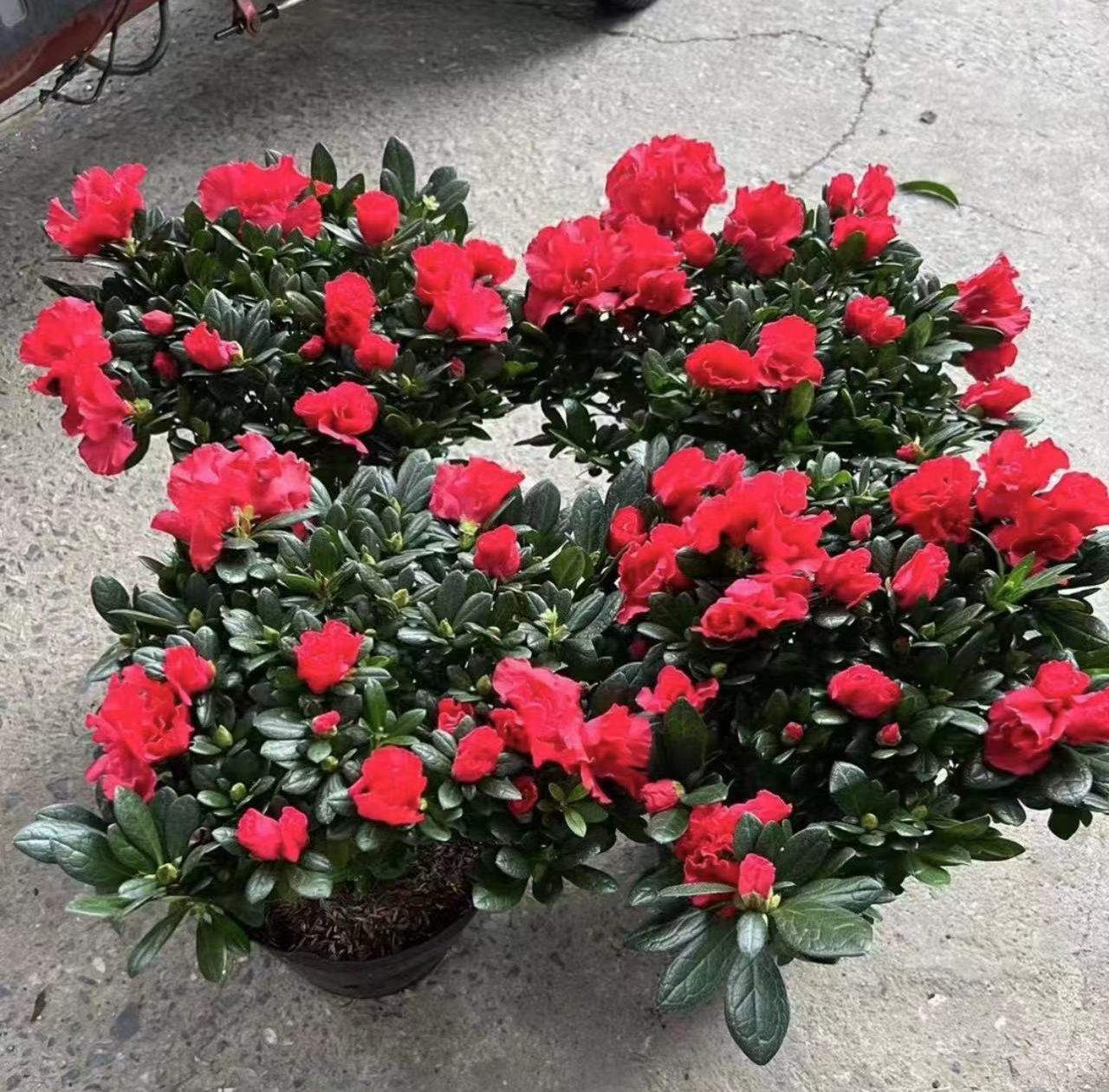 180比利時杜鵑-桃紅