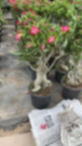 350沙漠玫瑰