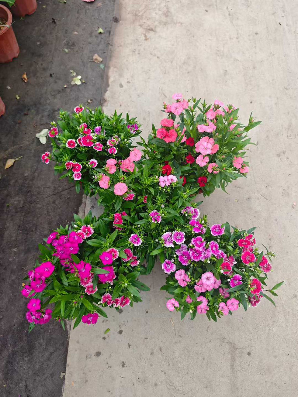 縮圖：花卉-石竹Dianthus chinensi-大花