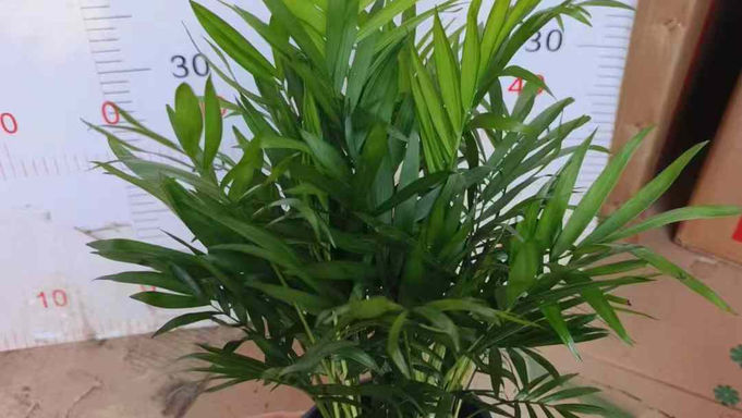 140椰子