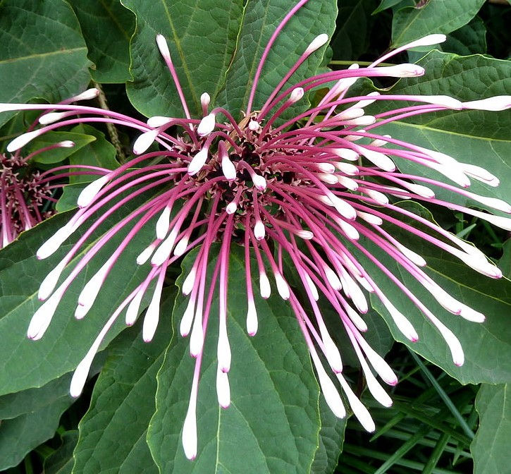 300煙火木-Clerodendrum_quadriloculare