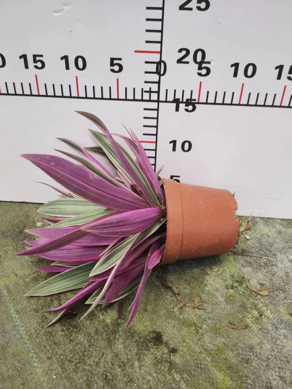 縮圖：110蚌花-紫露蘭